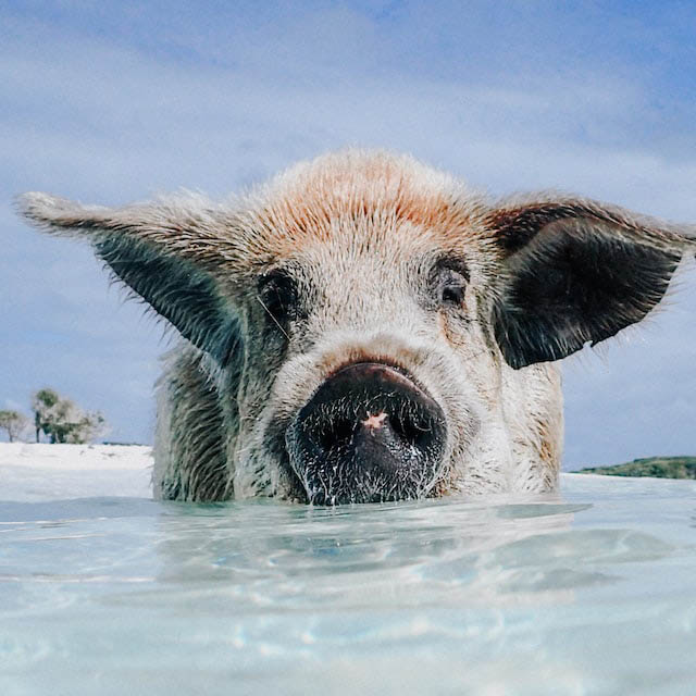 Swimming With Pigs: A Top-Rated Bahamas Attraction!