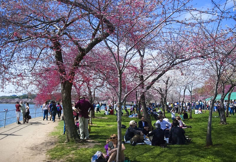 National Cherry Blossom Festival: Looking ahead to 2024