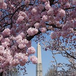National Cherry Blossom Festival: Looking ahead to 2024