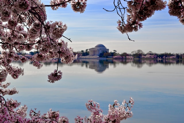 View of cherry blossoms next to river in Washington, DC