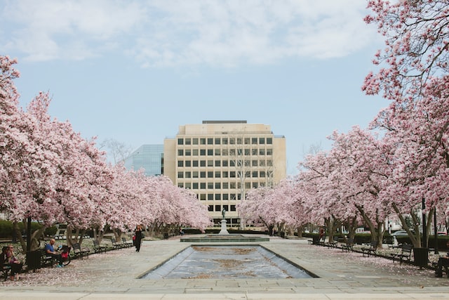 Cherry blossoms lining pathway to building