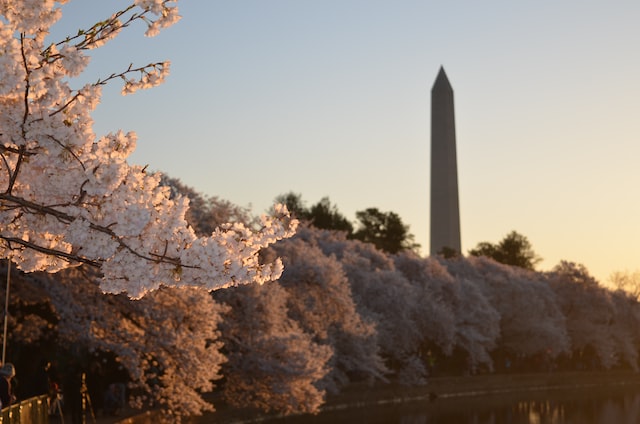 cherry blossoms in dc at sunset