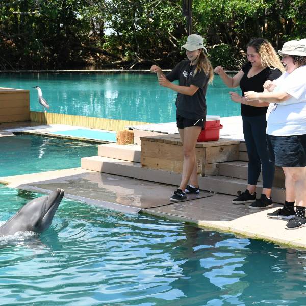 Three woman observing a dolphin in a piscine  