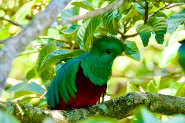Rare bird in costa rica on a branch