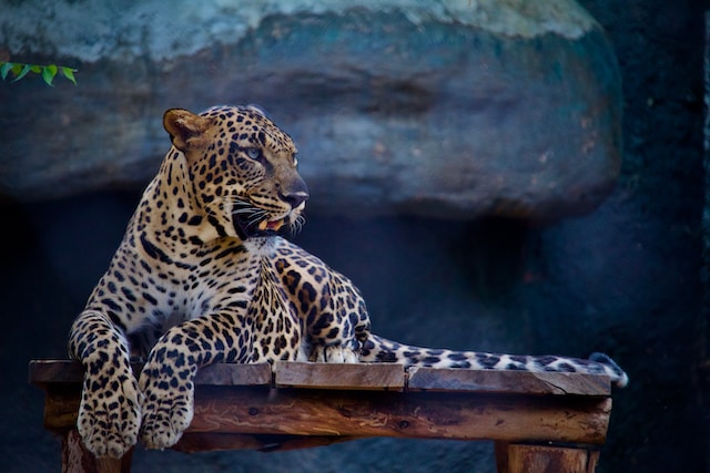 rescued jaguar on a wood platform in a sanctuary
